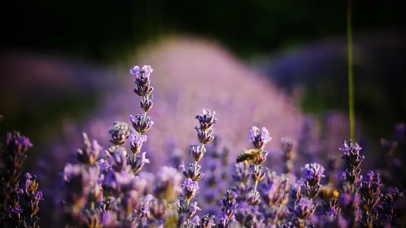 Paisagens inesquecíveis entre rochas e campos de lavanda no coração da Provence.