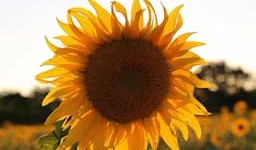 Planifiez votre immersion linguistique personnalisée sous le soleil de Provence.